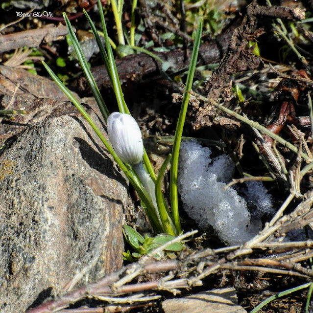 Jérez del Marquesado, azafrán blanco de Sierra Nevada,