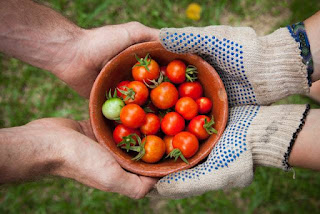 Top tips to Grow tomatoes in containers and pots