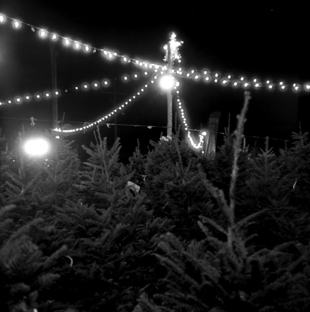 Christmas trees in a lot under strings of lights
