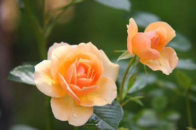 orange roses