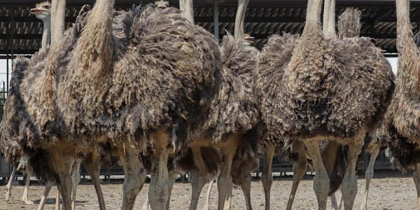 Ostrich Farm