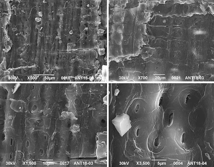 Imagem de microscópio electrónico que muestra sinais de árvore queimada. Foto Flaviana Jorge de Lima, Polar Research 2021 vía The New York Times