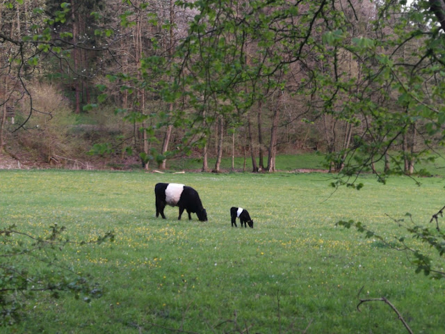 Frankenwald - zwei Kühe auf der Weide bei Seibelsdorf