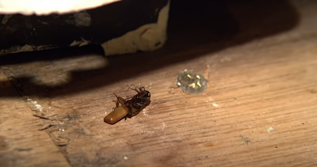 Exterminator Near Me For Roaches