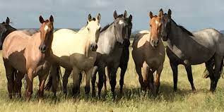 caballos criollos salvajes