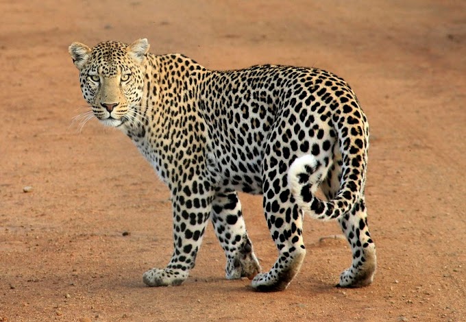 बिबट्या विषयी माहिती : Leopard Information in Marathi