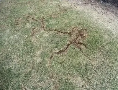 sign of vole on lawn