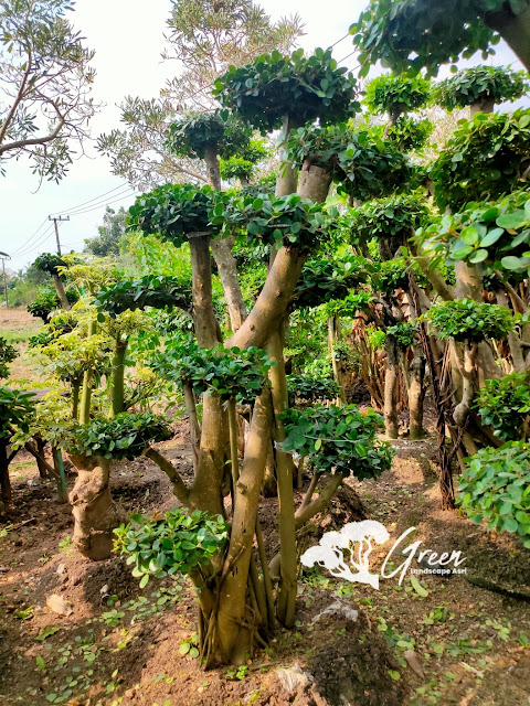 Jual Bonsai Beringin Korea Taman (Pohon Dolar) di Probolinggo Garansi Mati Terjamin