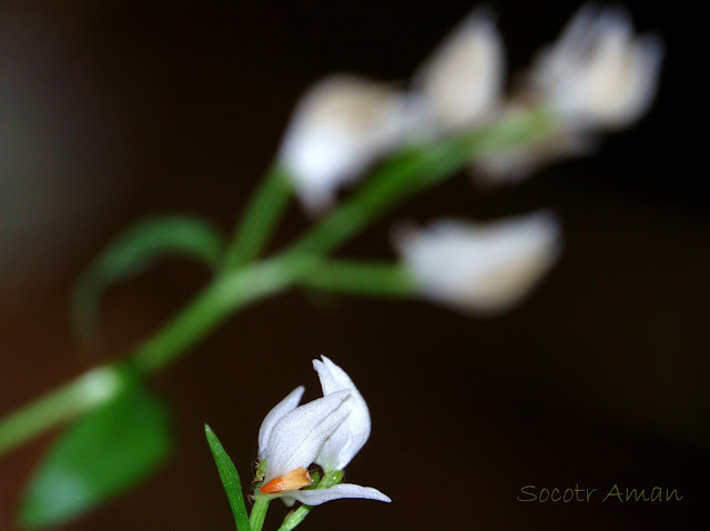 Cephalanthera erecta