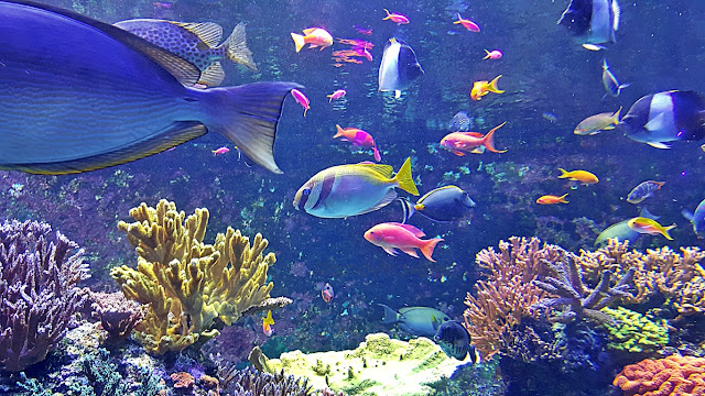 colorful reef fish at S.E.A. Aquarium of Resorts World Sentosa, Singapore
