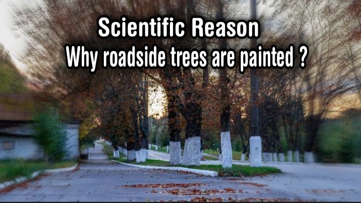 Amazing facts why trees are painted white on the roadside