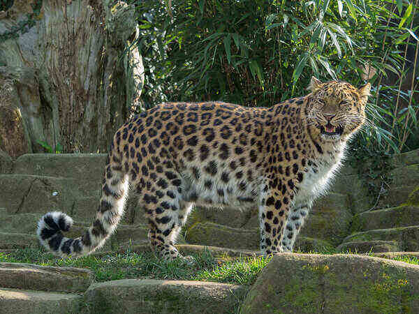 Amur Leopard is a beautiful leopard on the list of the rarest animals in the world.