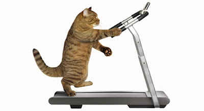 8 Best exercises for your Cat