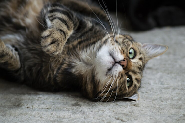 Why Cats Overgroom and How to Stop It