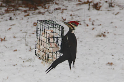 pileated woodpecker at suet feeder