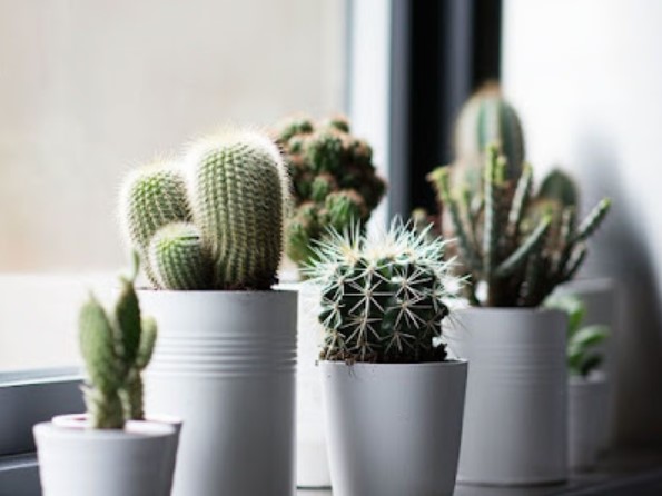 easy plants to take care of indoors