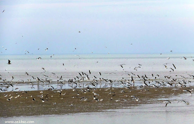 Les oiseaux en Baie de Somme