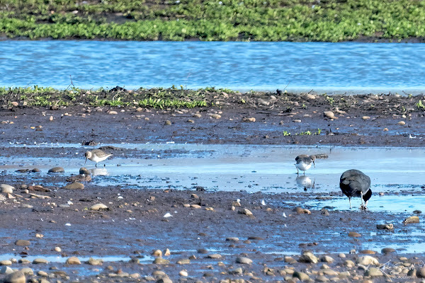 Dunlin