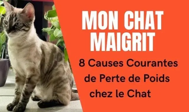 mon chat maigrit : causes et traitement