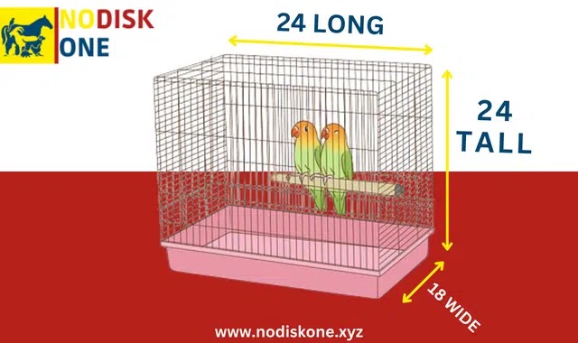 Cage Size For Two Lovebirds