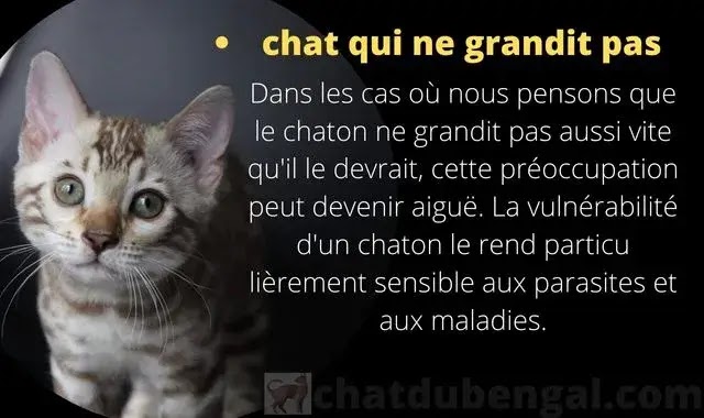 chat qui ne grandit pas