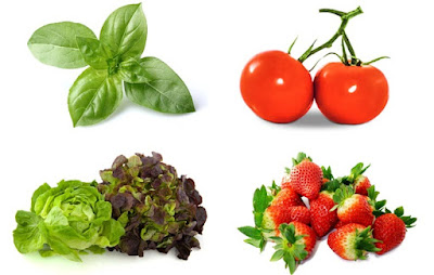 13 mejores plantas (verduras, hierbas y frutas) que se pueden cultivar de forma hidropónica