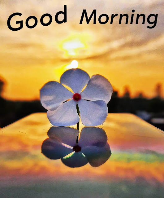 Good Morning Greetings Images