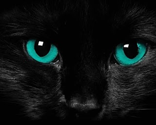 Fotos de los ojos coloridos de gatos negros