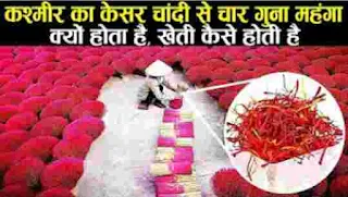 केसर की खेती कैसे होती है | Kashmir saffron farming ? | kashmir mein kesar ki kheti