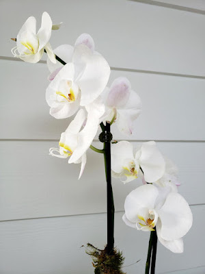 close shot of white orchid against white wall