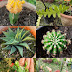 Cactus plants available