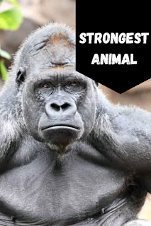 strongest animal
