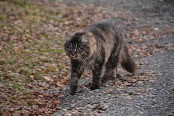 pus katt pusekatt kattepus