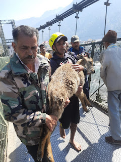 Deer saved by SDRF Uttarkhand
