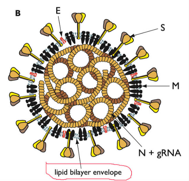 Coronavirus COVID-19, SARS-CoV-2