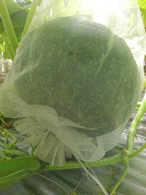 栗子南瓜，果實chestnut squash, fruit