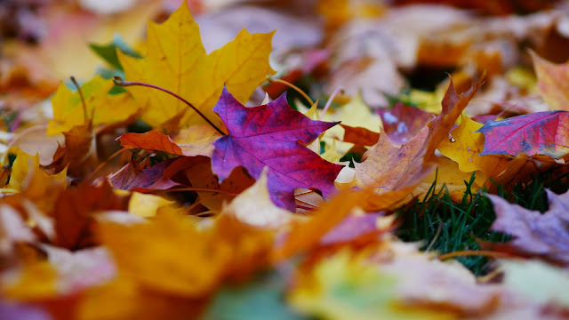 Wallpaper Autumn Fallen Leaves