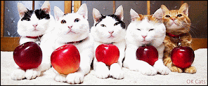Art Cat GIF • Cinemagraph • Funny 'Shiro'cat standing still while others cats are bobbing their heads in sync.