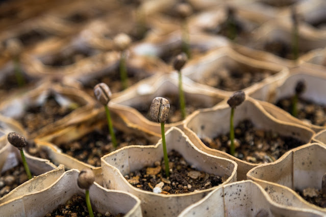 seeds sprouting