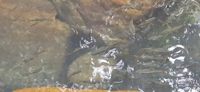 double-decker-root-bridge-fish