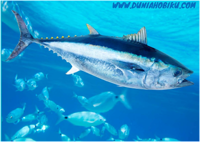 ikan tuna