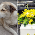 Em evento inédito o “cachorro Gordo” é homenageado em cortejo fúnebre em Cruz das Almas