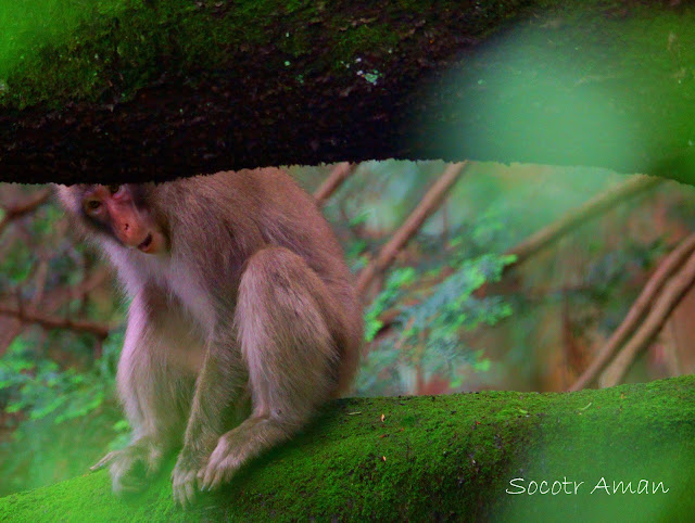 Macaca fuscata