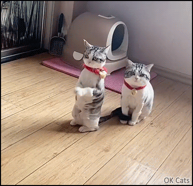 Cute Cat GIF • Cute cat begging for food in a cute way, so you can't resist her [gif-ok-cats.com]