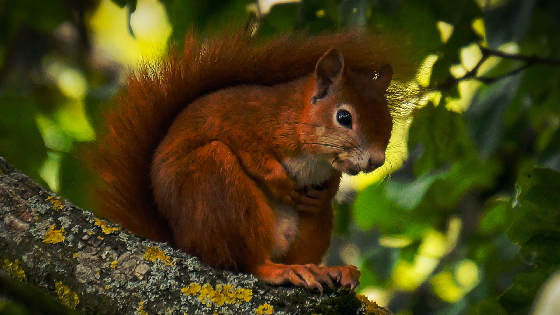 Red Squirrel