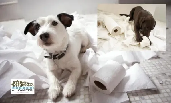 كلبي يأكل الورق - الأسباب والنتائج والحلول