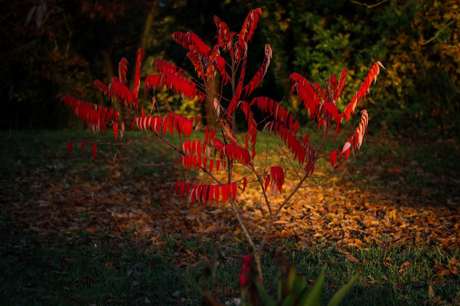 Couleurs d'automne