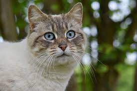 How Long Do Cats Live: A Comprehensive Guide to Feline Lifespan