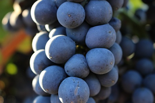 7 vinhos portugueses para você experimentar e amar
