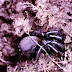 Haplodrassus sp